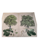 Gravure botanique 1870. Hêtre et Chêne. Planche arbre Vintage