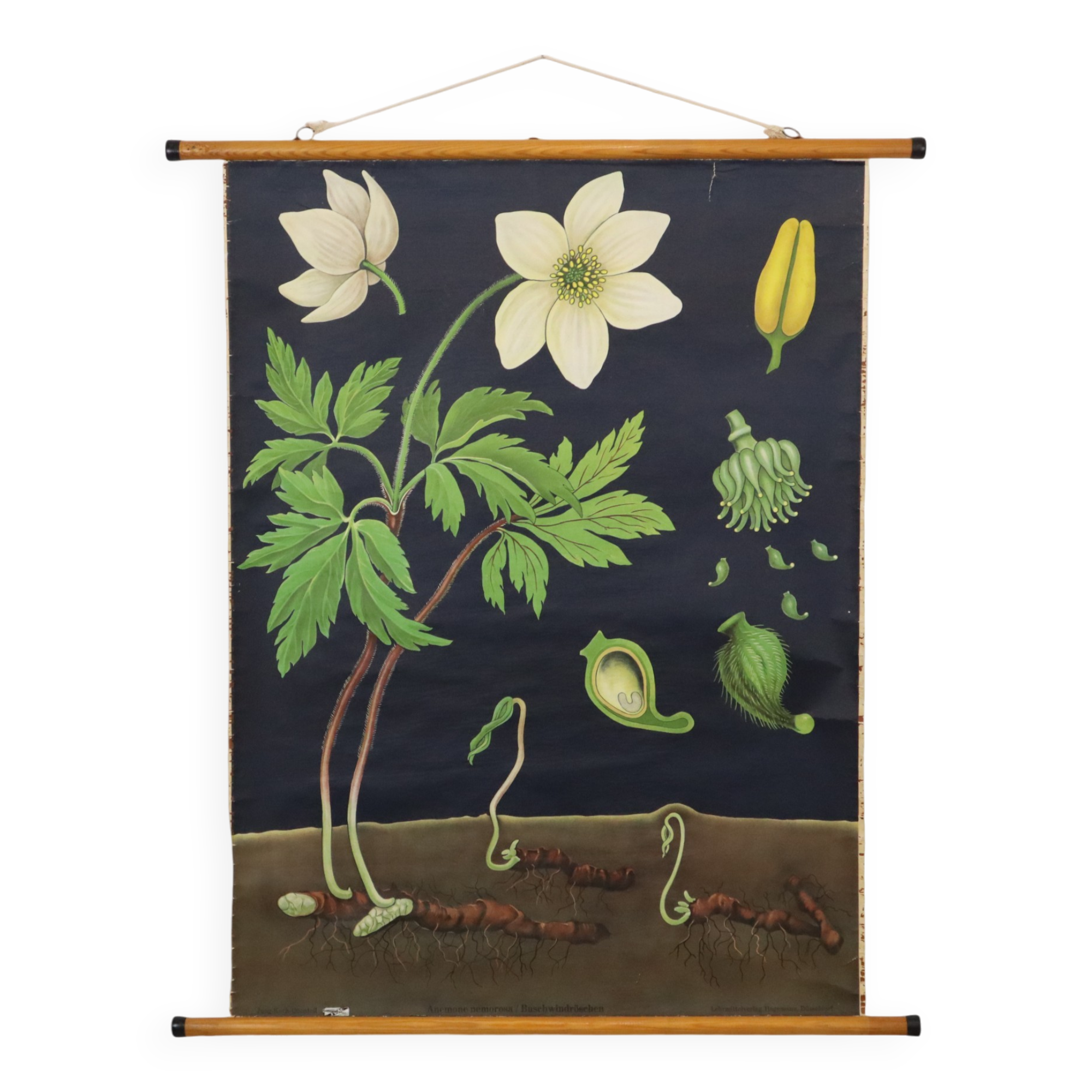 Grande carte scolaire vintage Anémone Jung Koch Quentell 117cm