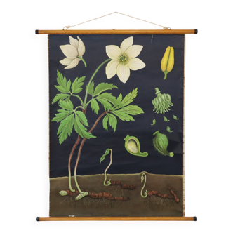 Grande carte scolaire vintage Anémone Jung Koch Quentell 117cm