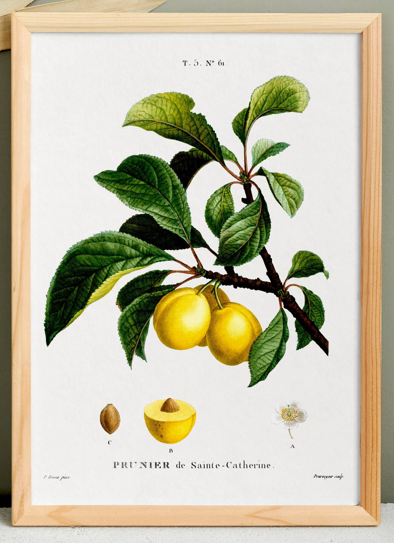 Vintage poster about the St. Catherine's plum tree
