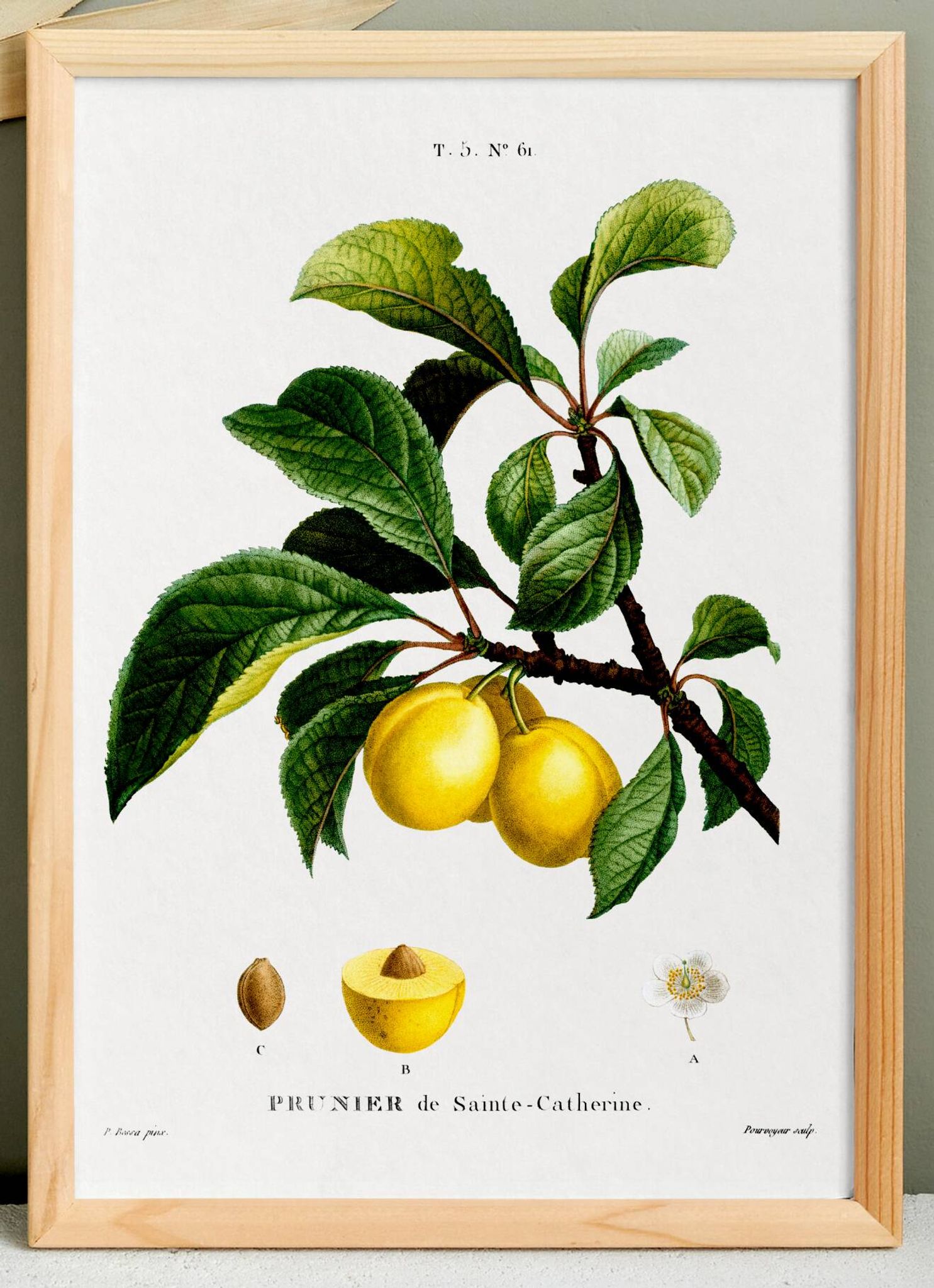 Vintage poster about the St. Catherine's plum tree
