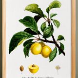 Vintage poster about the St. Catherine's plum tree