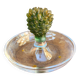 "Cactus" bowl in crystal and glass paste - Daum, Hilton McConnico