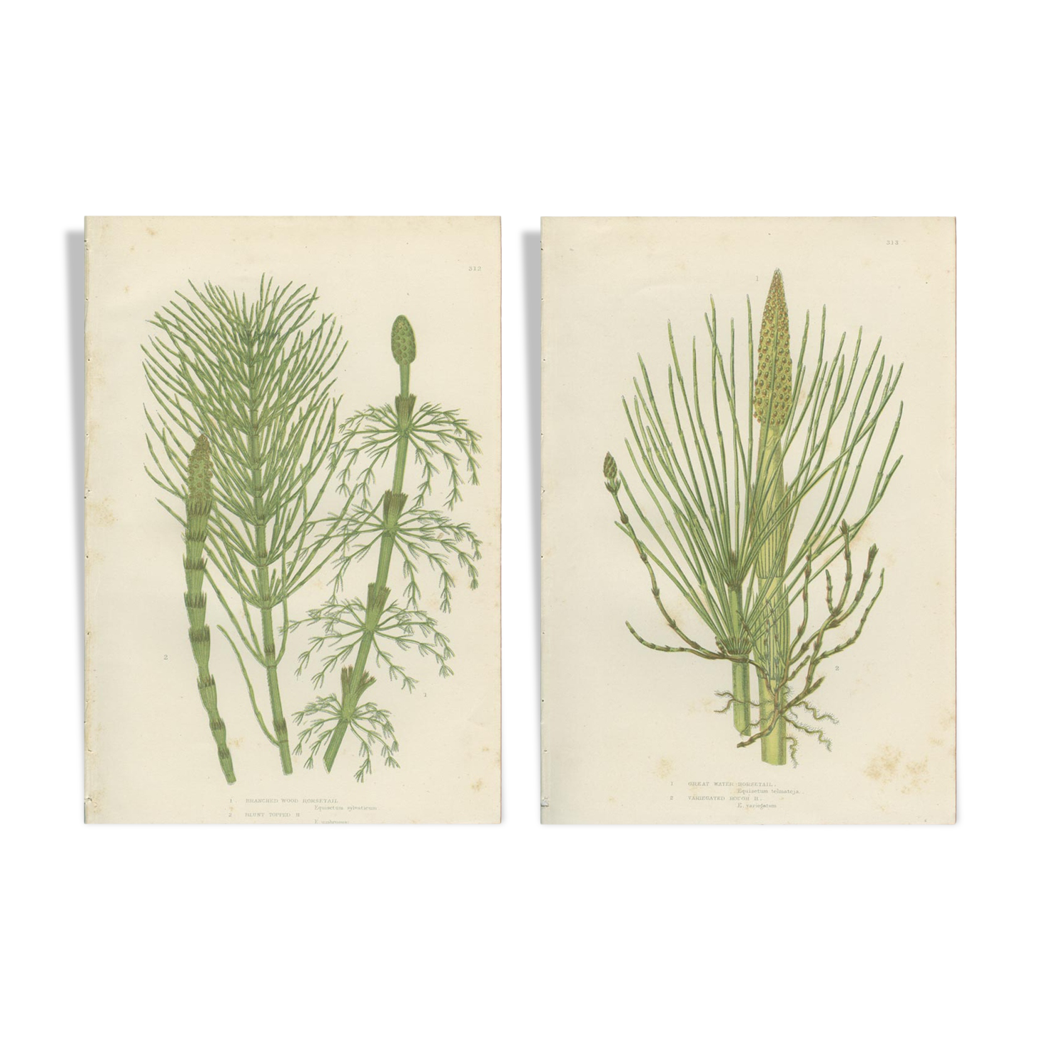 2 Botanical Illustrations of Horsetail Plants