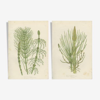 2 Botanical Illustrations of Horsetail Plants