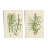 2 Botanical Illustrations of Horsetail Plants