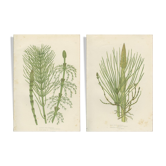 2 Botanical Illustrations of Horsetail Plants