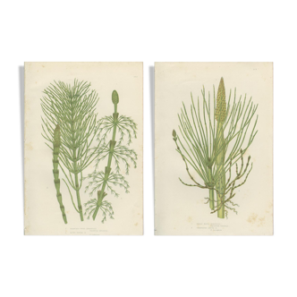 2 Botanical Illustrations of Horsetail Plants