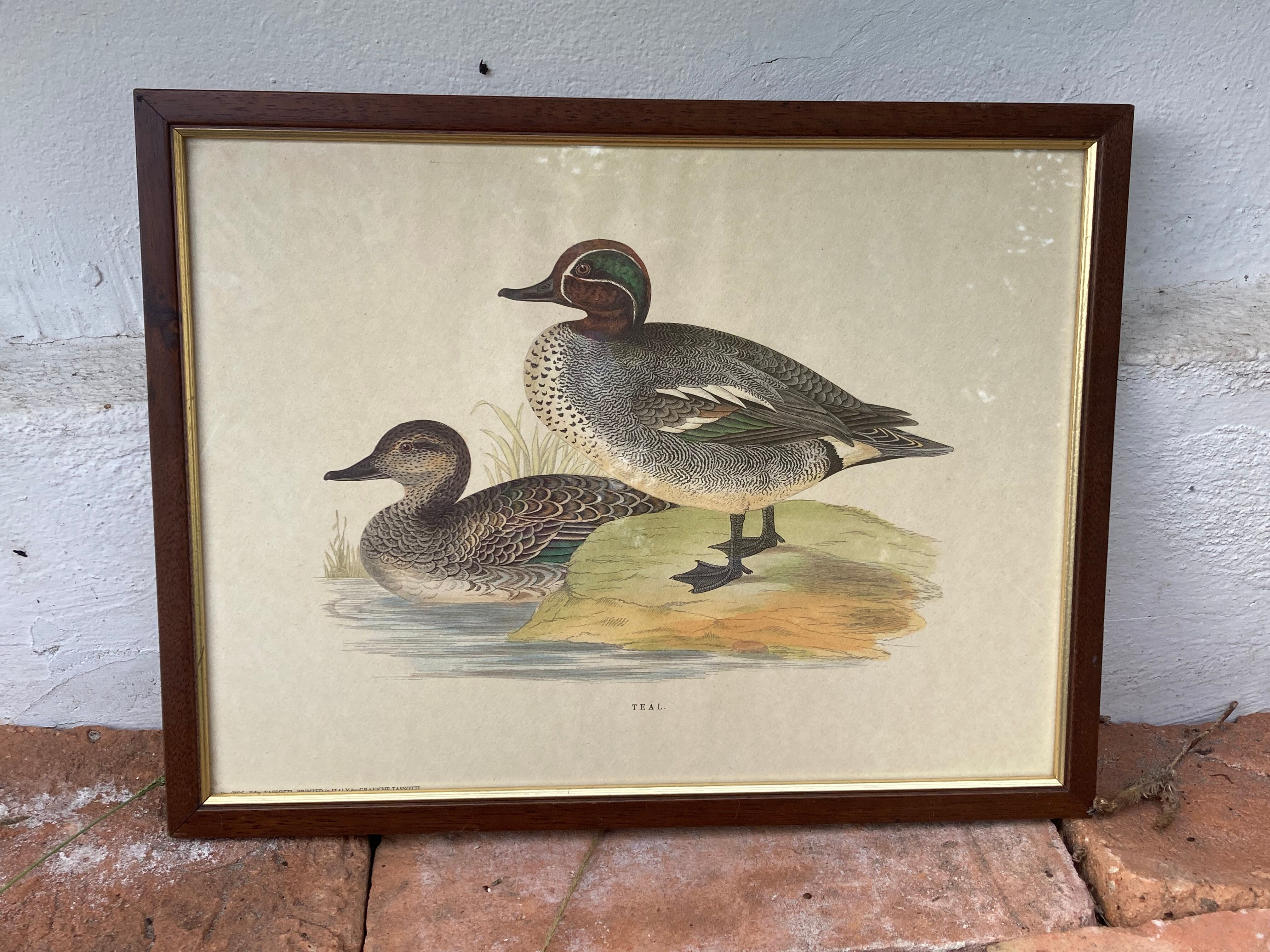 Antique engraving of duck wooden and gilded frame