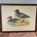 Antique engraving of duck wooden and gilded frame