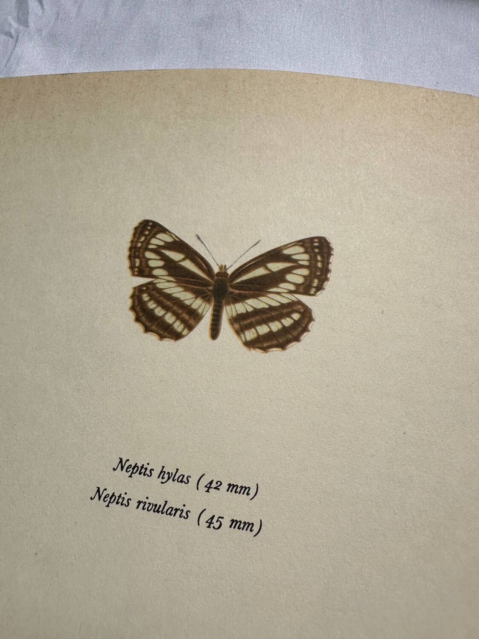 Old Engraving Butterfly Lithograph Naturalist Vintage Plate