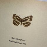 Antique Butterfly Lithograph Naturalist Vintage Engraving Plate