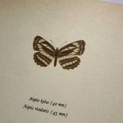 Old Engraving Butterfly Lithograph Naturalist Vintage Plate
