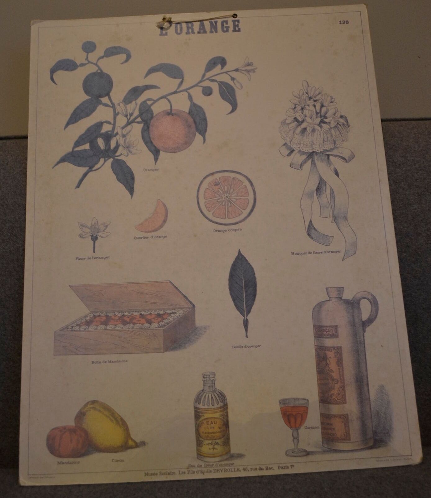 Affiche pédagogique l'orange