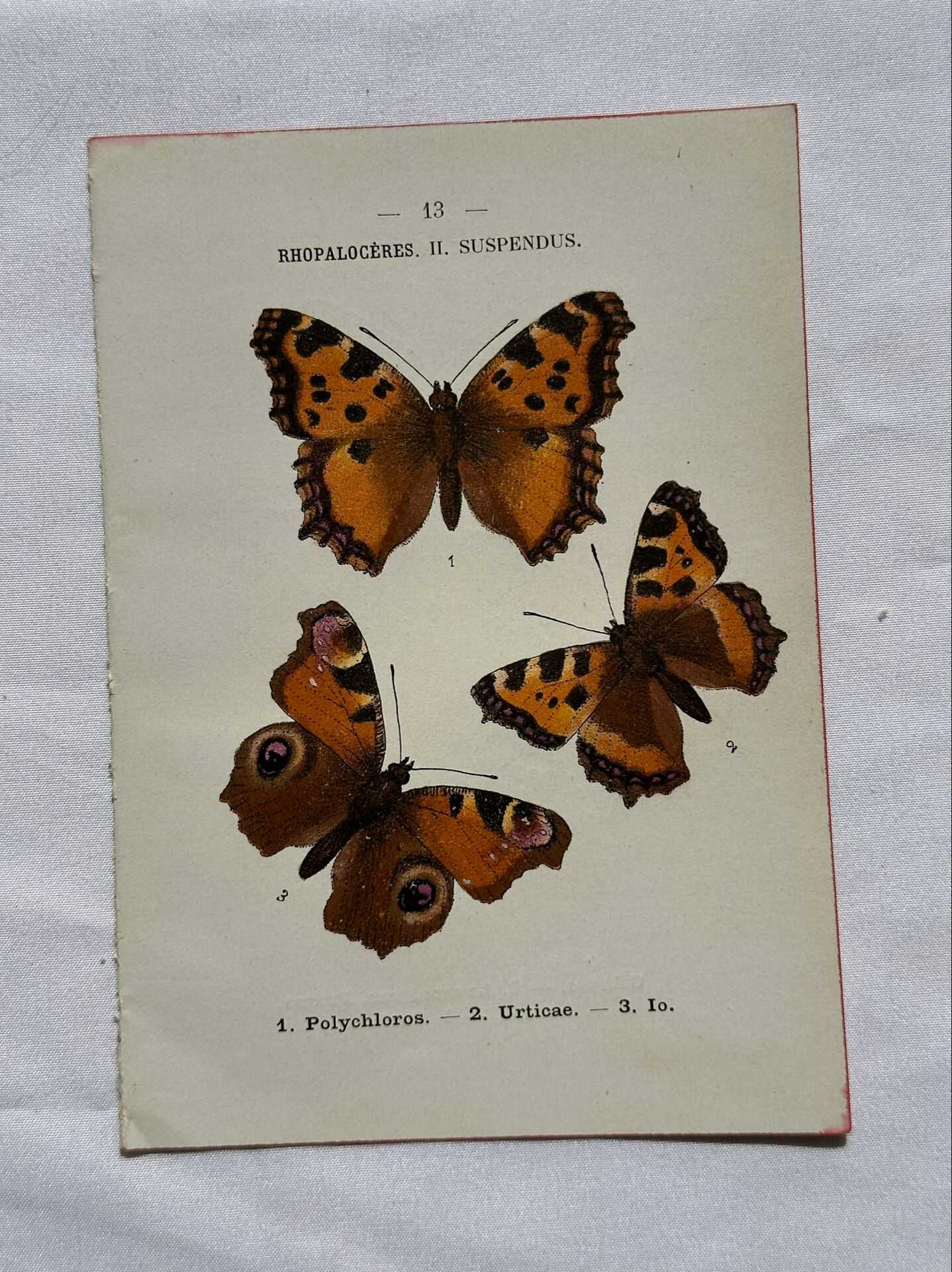 Botanical engraving double-sided butterflies naturalist plate etching