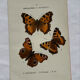 Botanical engraving double-sided butterflies naturalist plate etching