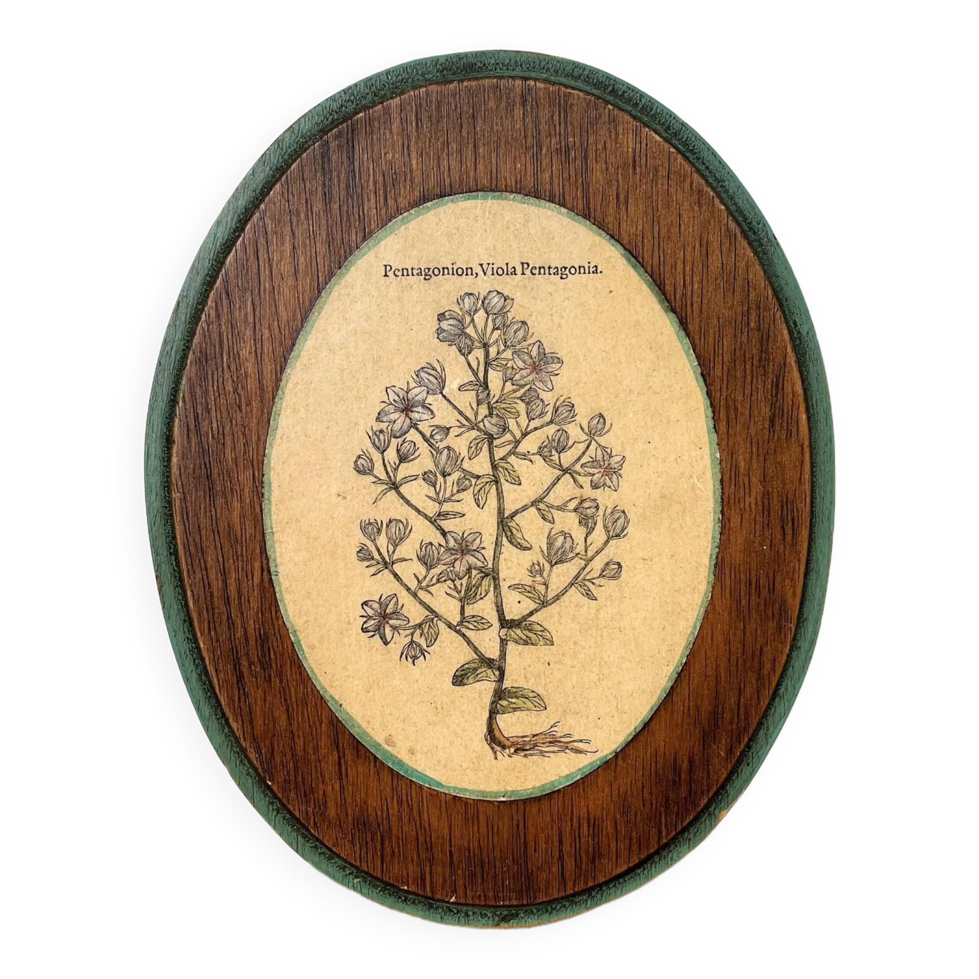 Herbarium botanical medallion plaque