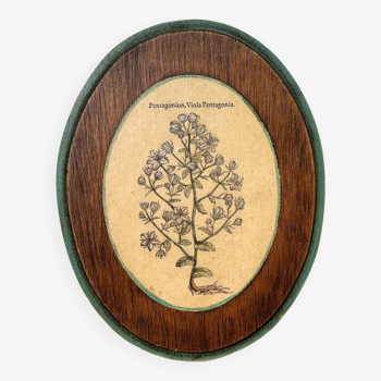 Herbarium botanical medallion plaque