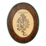 Herbarium botanical medallion plaque