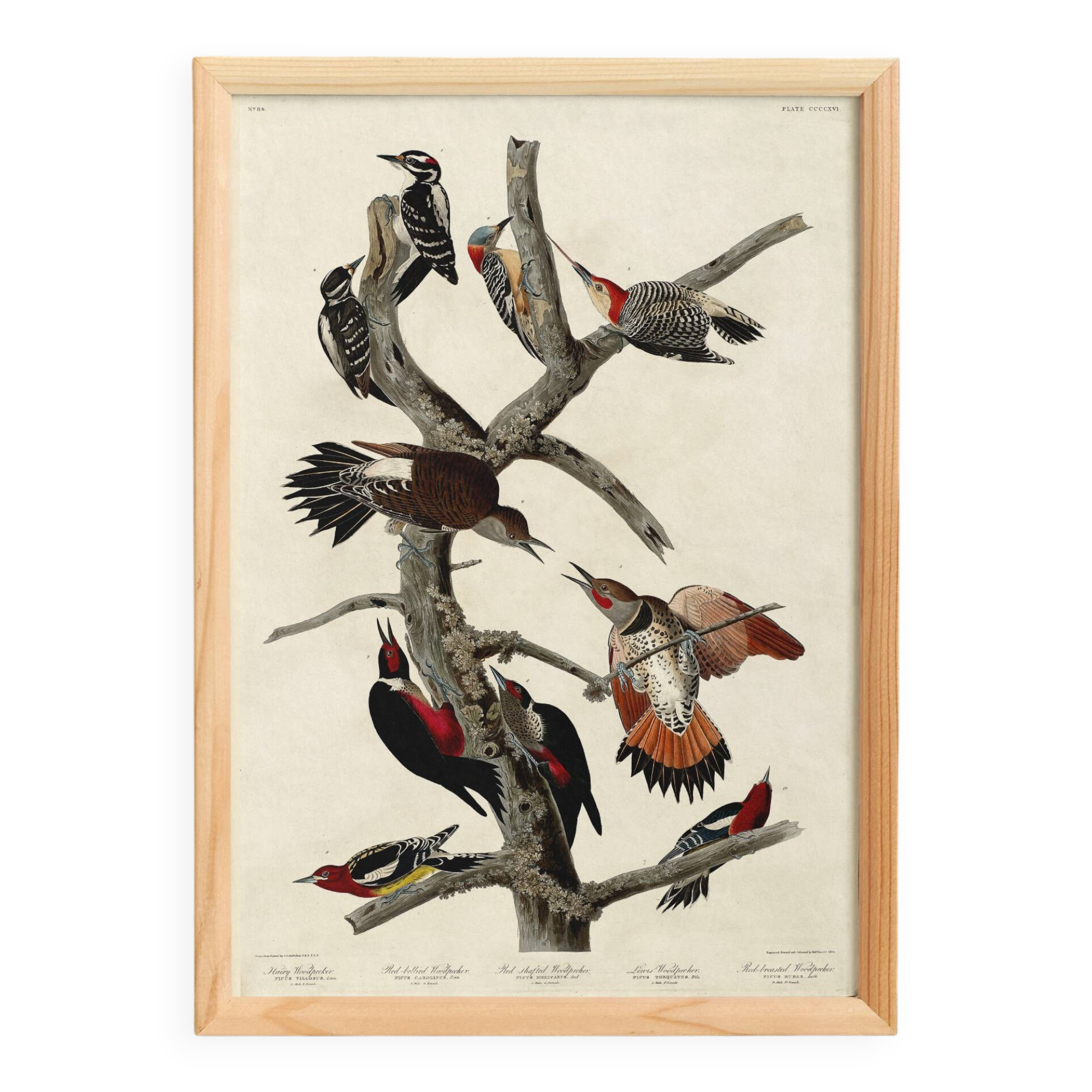 Poster about the peaks, based on an old engraving from 1827.