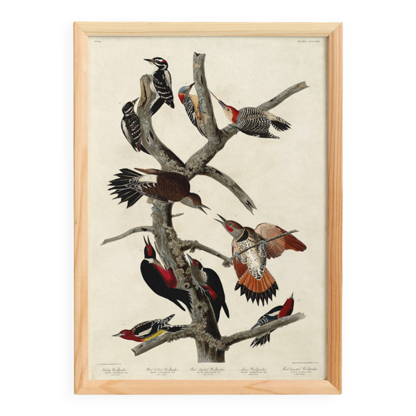 Affiche sur les pics, d’après une gravure ancienne de 1827.
