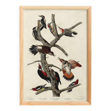 Affiche sur les pics, d’après une gravure ancienne de 1827.