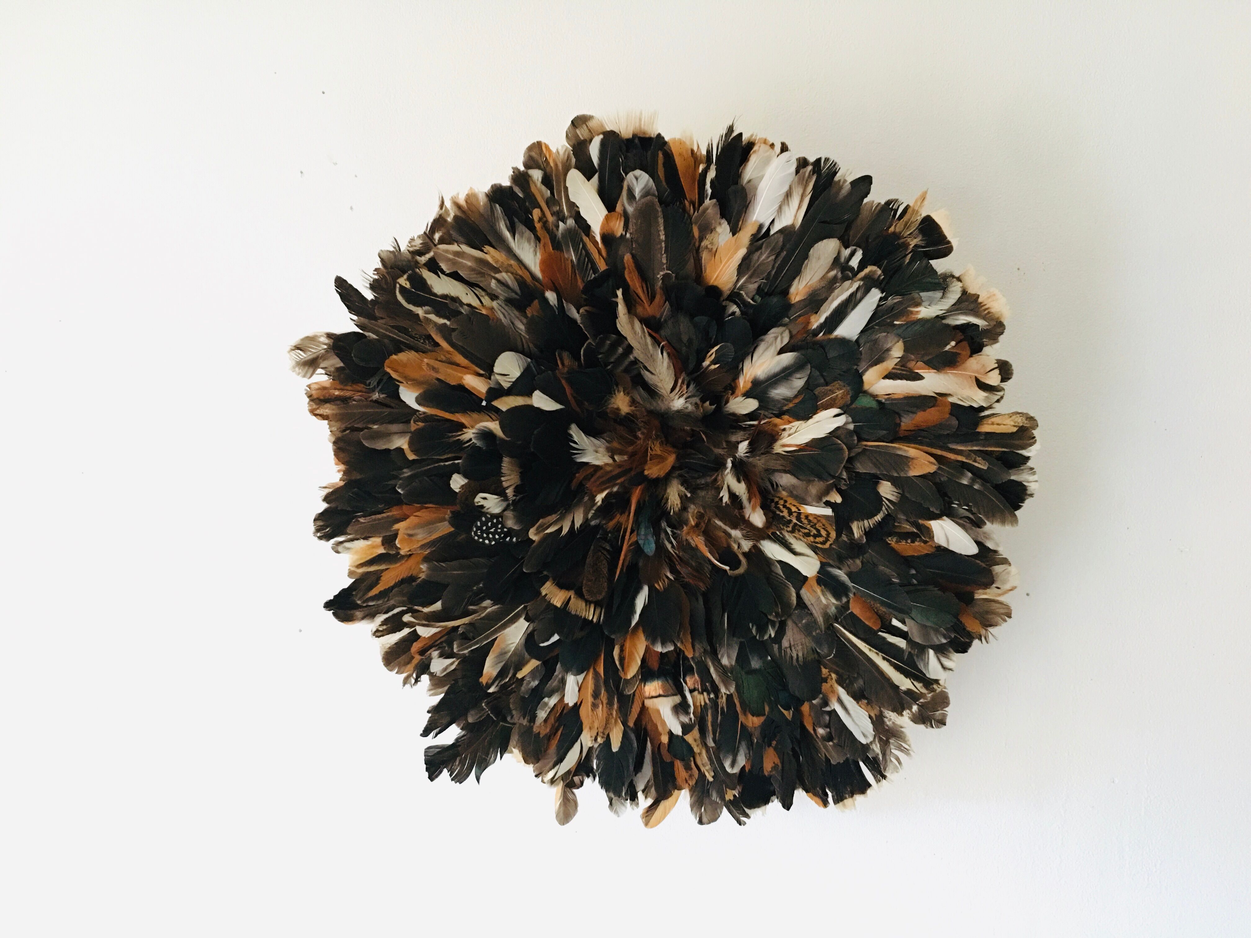 Speckled black jujuhat 50 cm