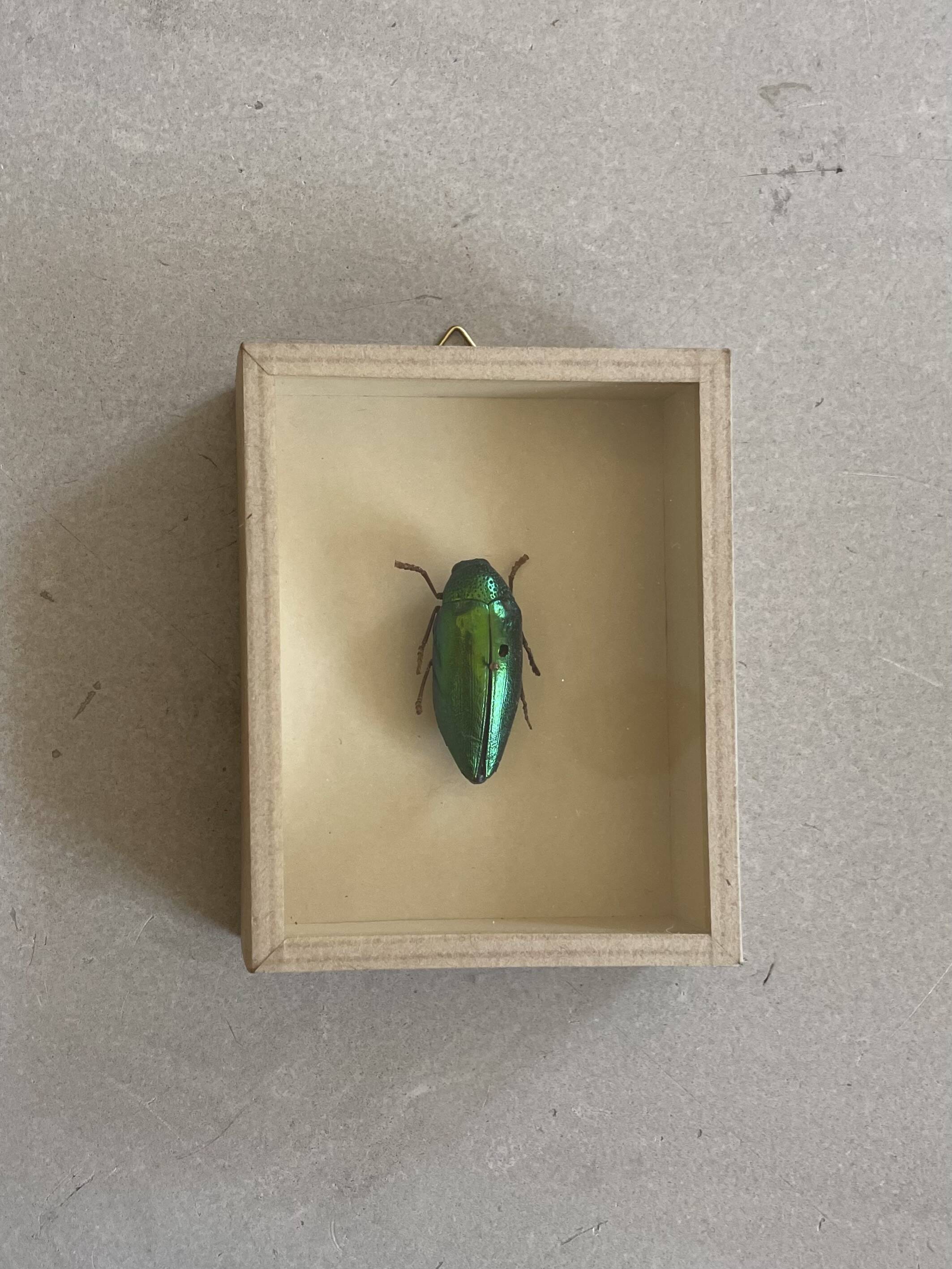 Beetle stuffed under glass