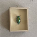 Beetle stuffed under glass