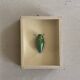Beetle stuffed under glass