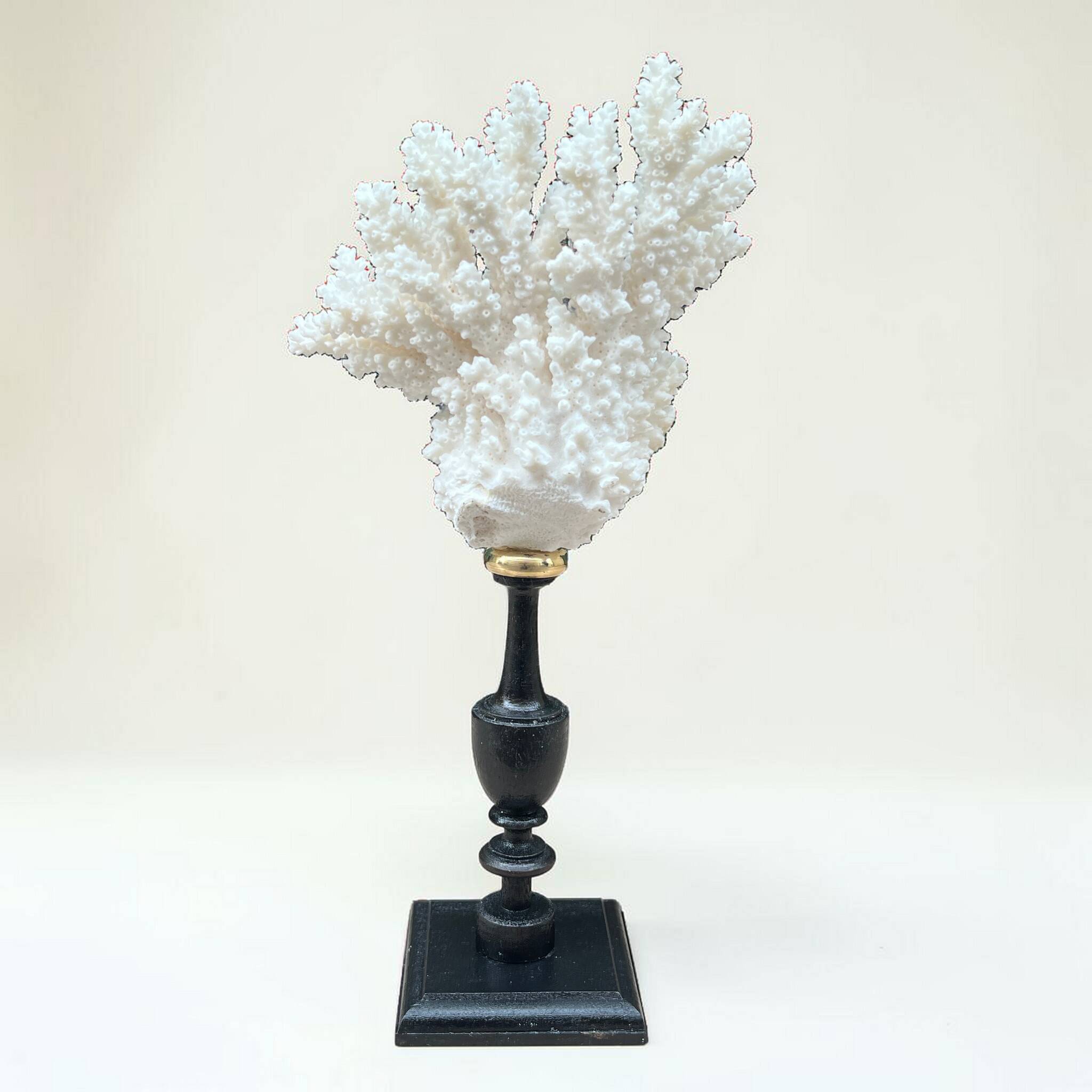 Natural ancient white coral on a black wood base curiosity cabinet