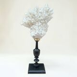 Natural ancient white coral on a black wood base curiosity cabinet
