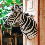 Zebra Taxidermy Set