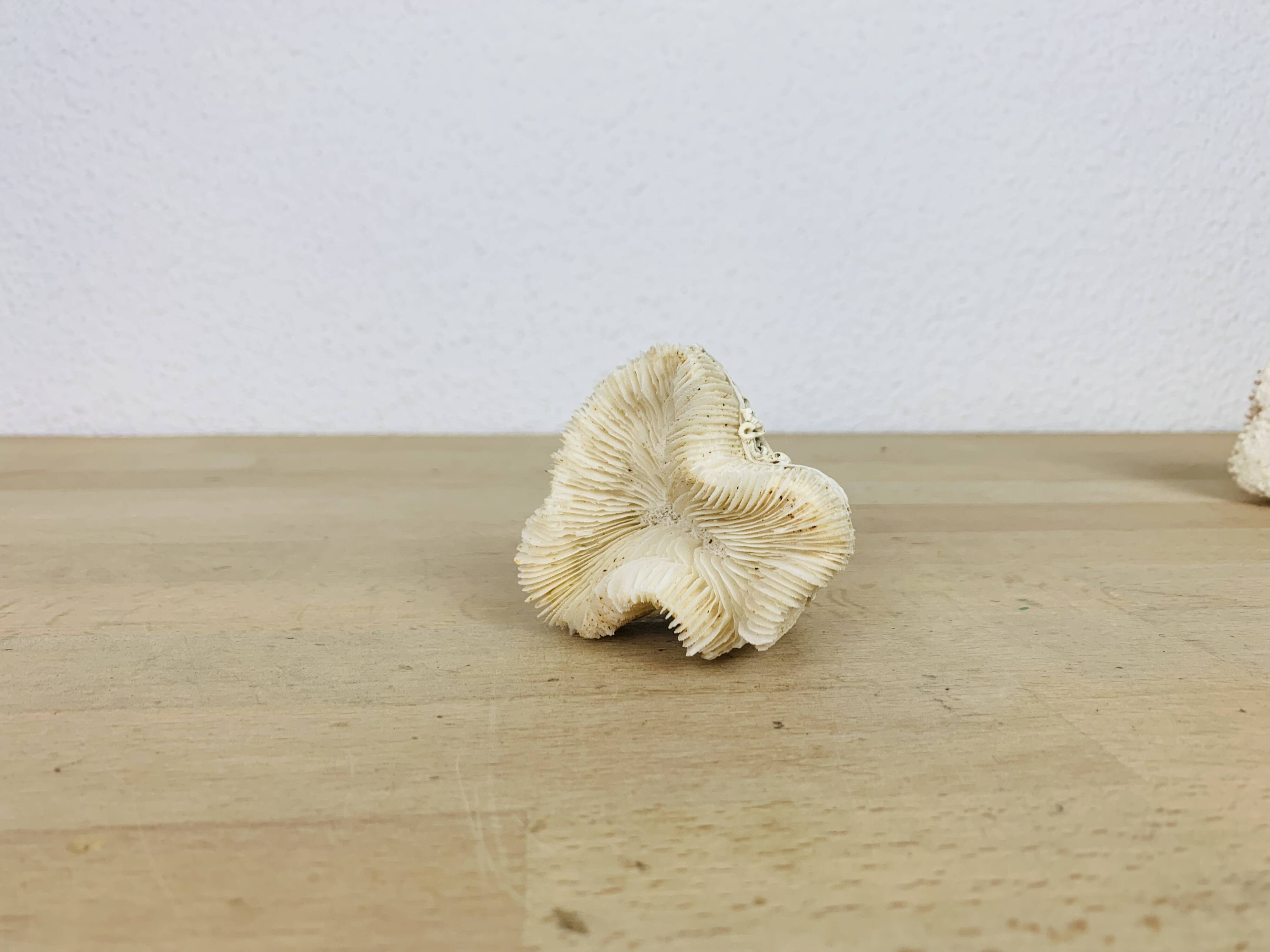 3 old white corals, coral