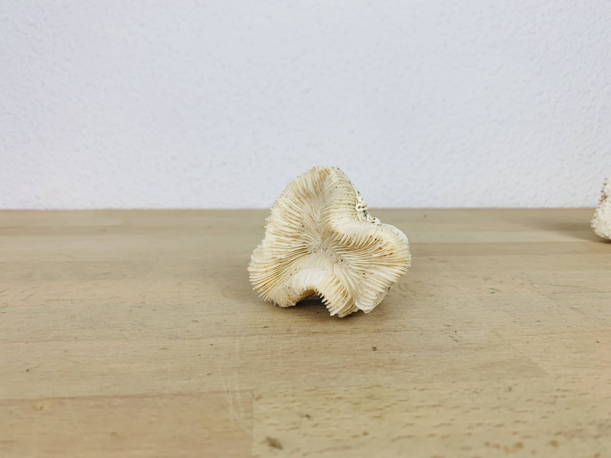 3 old white corals, coral
