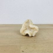 3 old white corals, coral