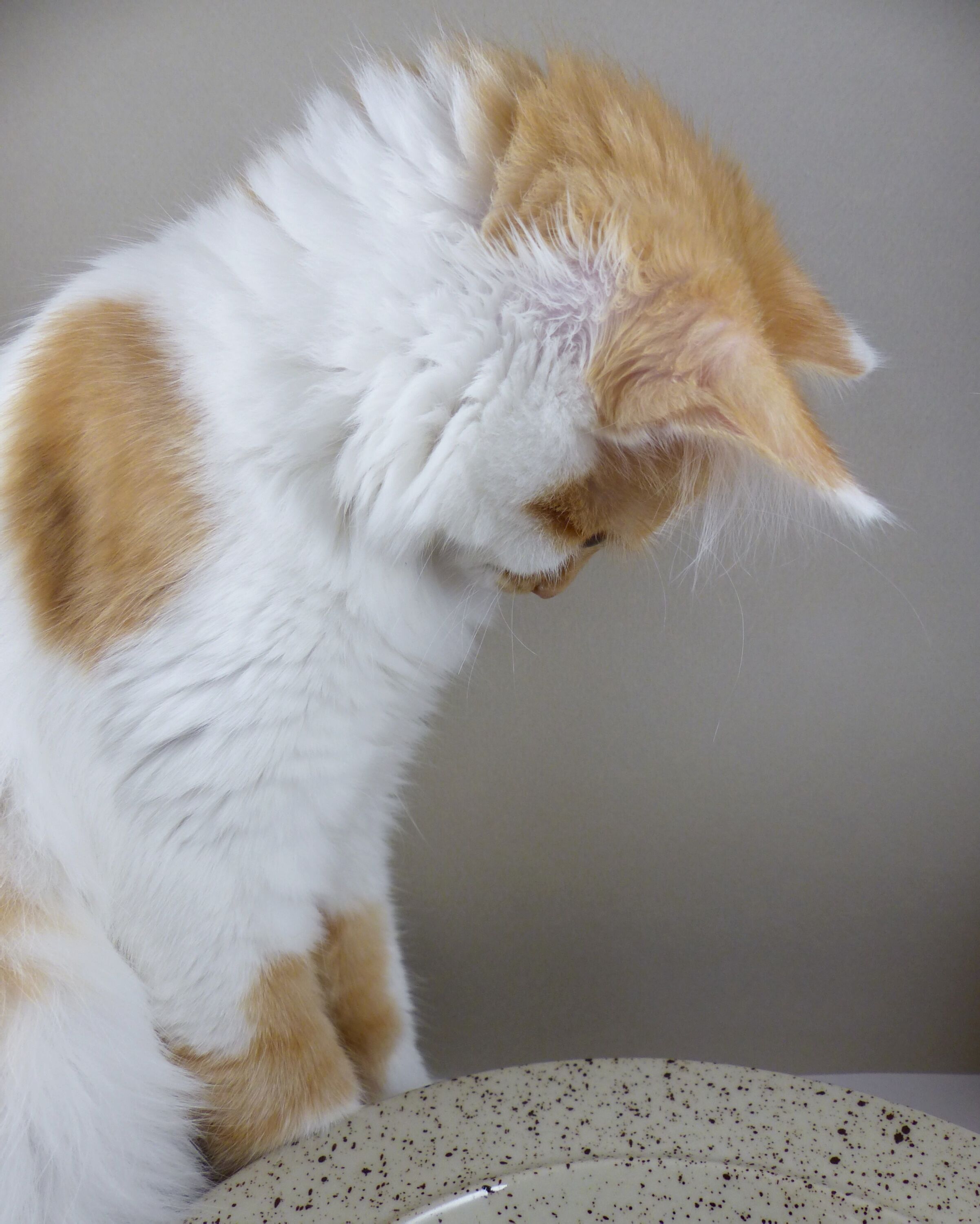 Speckled sandstone plates
