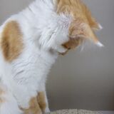 Speckled sandstone plates