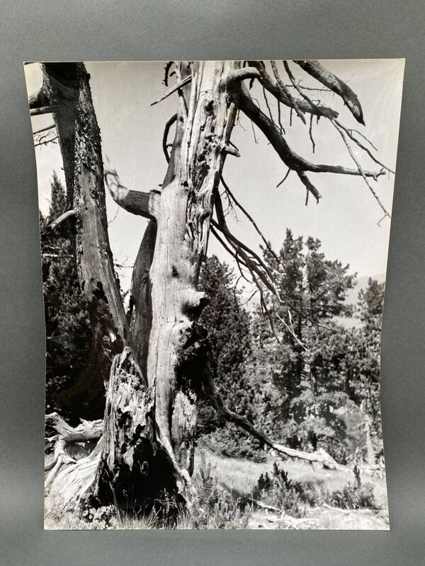 Photographie argentique Bernard Darot Arbre mort XXe