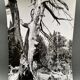 Silver gelatin photograph by Bernard Darot, Dead Tree, 20th century