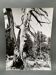 Silver gelatin photograph by Bernard Darot, Dead Tree, 20th century