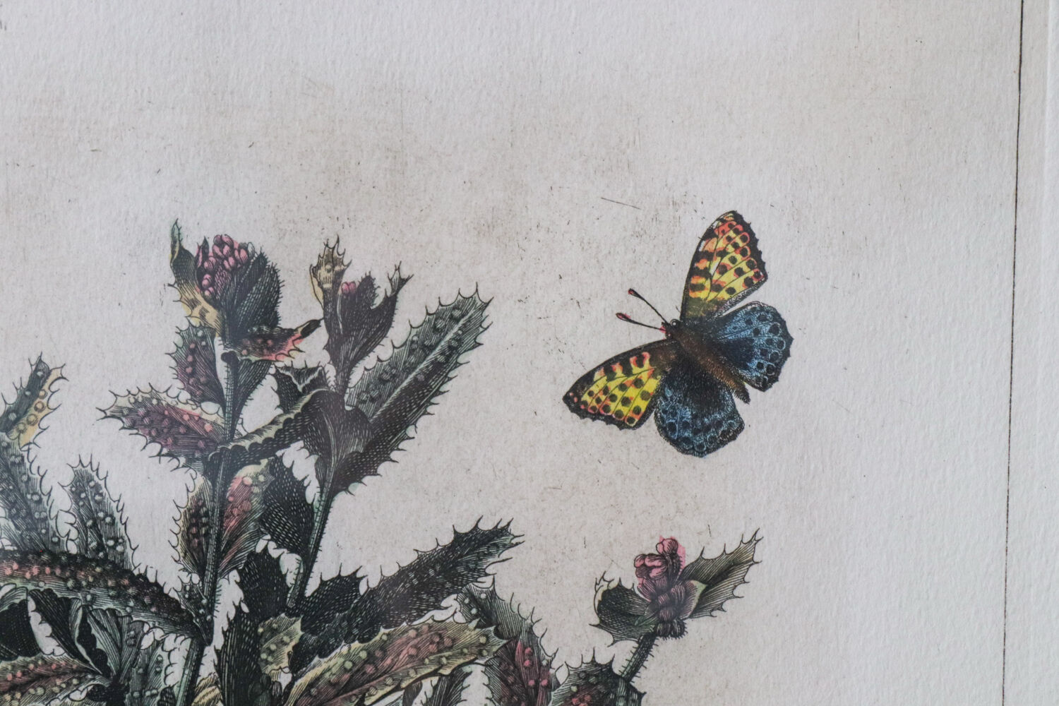 Framed botanical print of butterflies – Buglossum Creticum