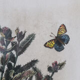 Framed botanical print of butterflies – Buglossum Creticum