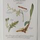 Botanical illustration -Aperitif herbal tea- Engraving of medicinal plants and herbs