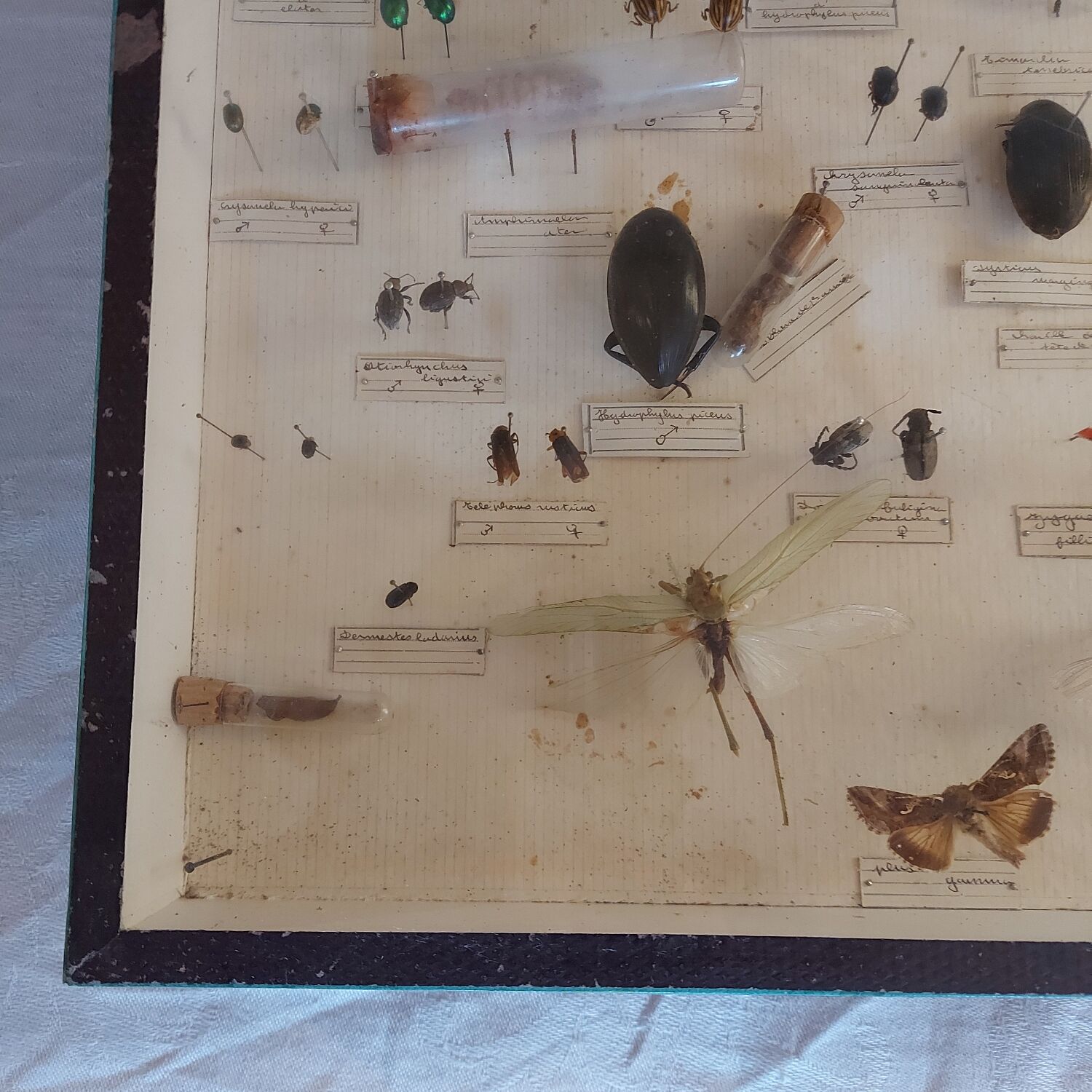 Insects frame 1920 entomology