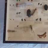 Insects frame 1920 entomology