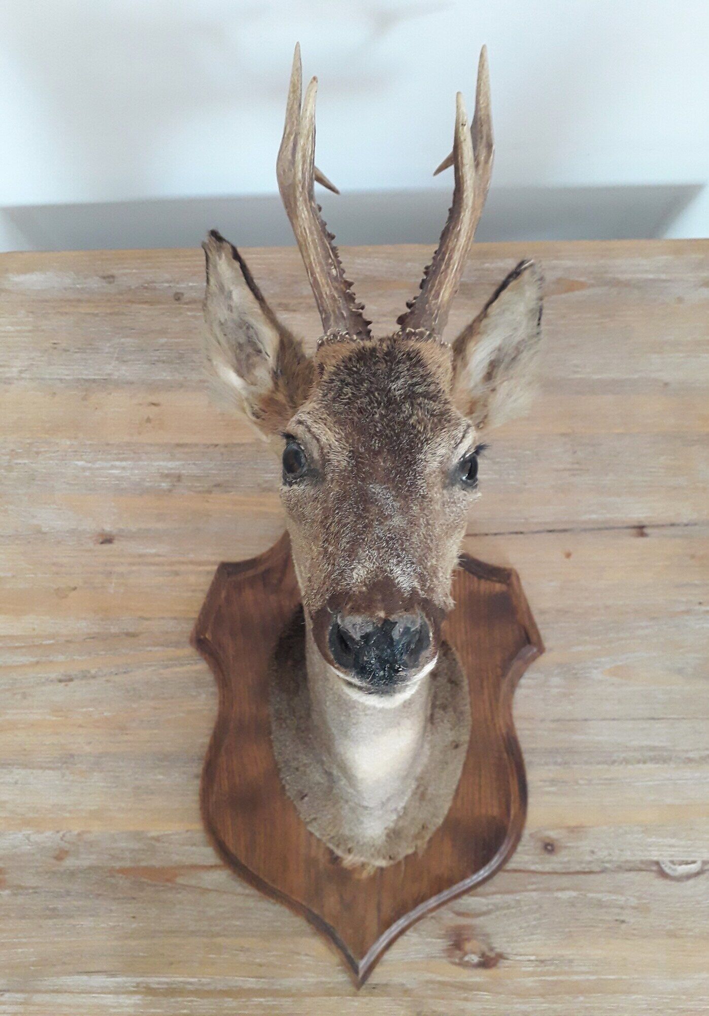 Taxidermy naturalized deer on wooden squifer - 1986