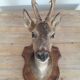 Taxidermy naturalized deer on wooden squifer - 1986