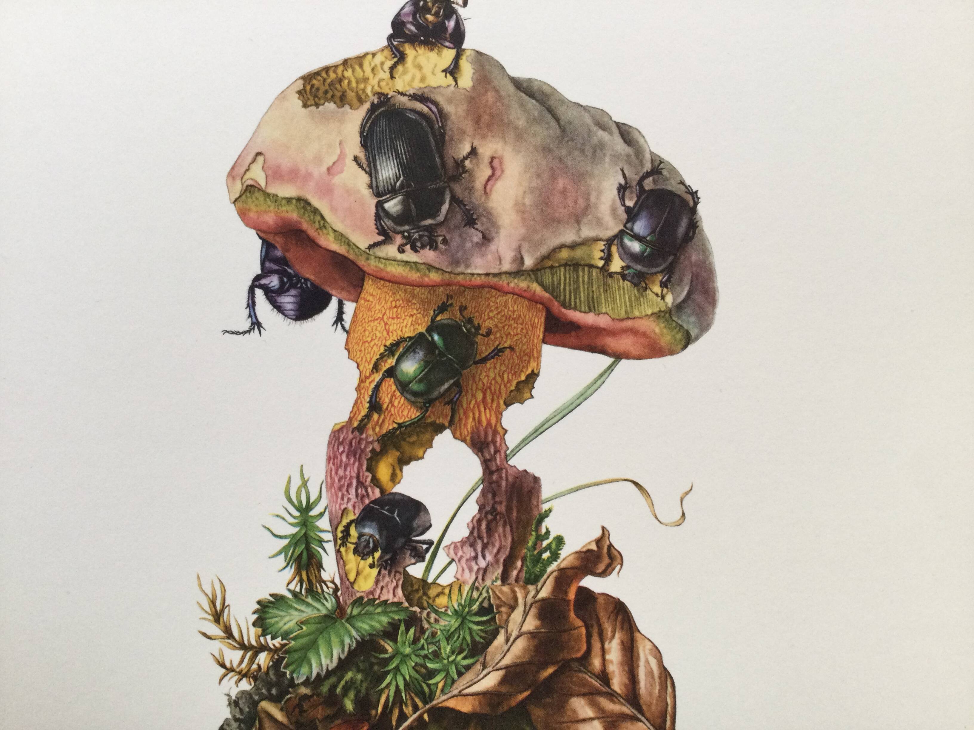 Vintage Insect Print, Old Illustration from the 60s