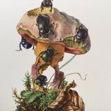 Vintage Insect Print, Old Illustration from the 60s